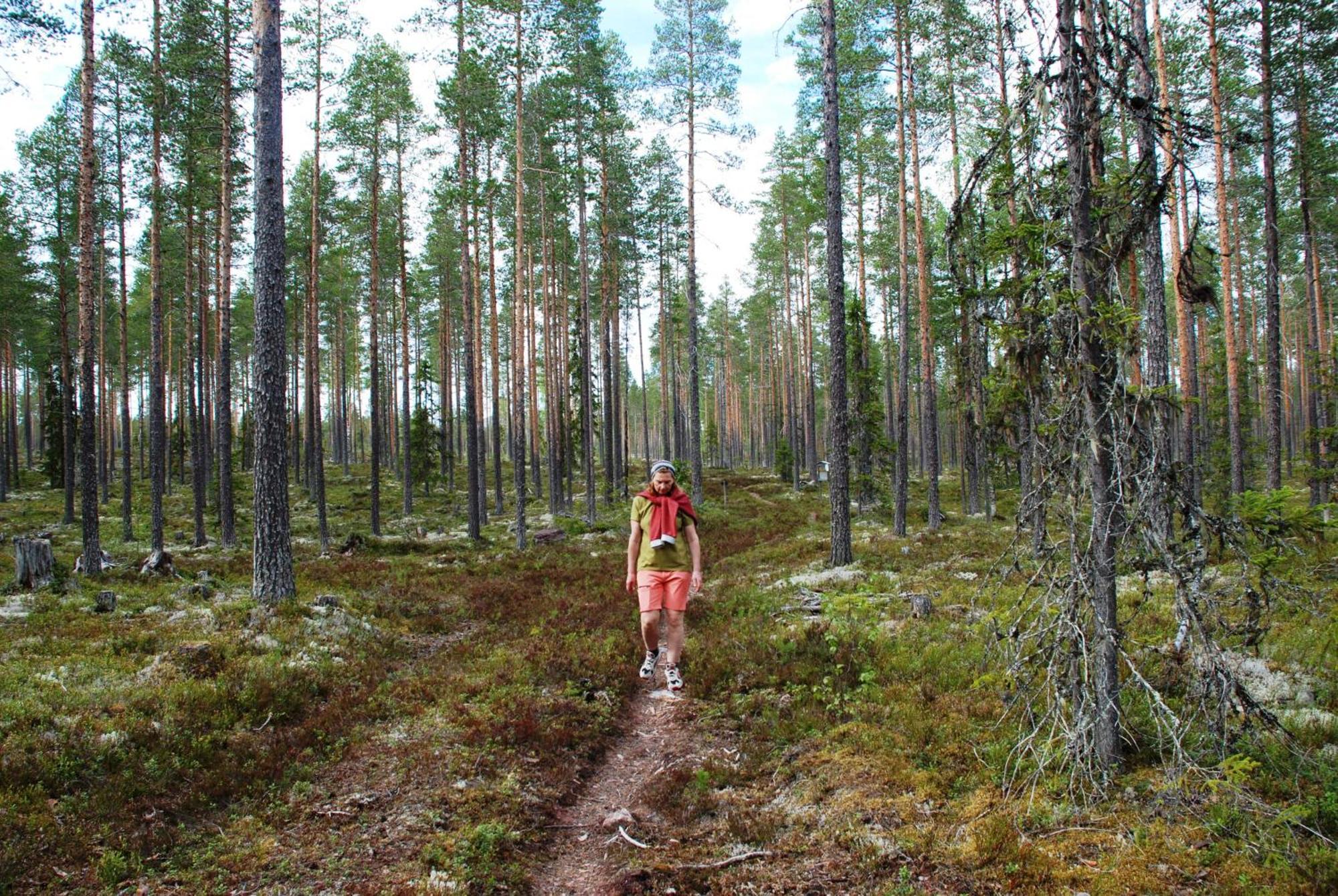12 - Fulufjellets Nasjonalparker - Natur-, Dyre- Og Fugleopplevelser Ljørdal Exterior foto