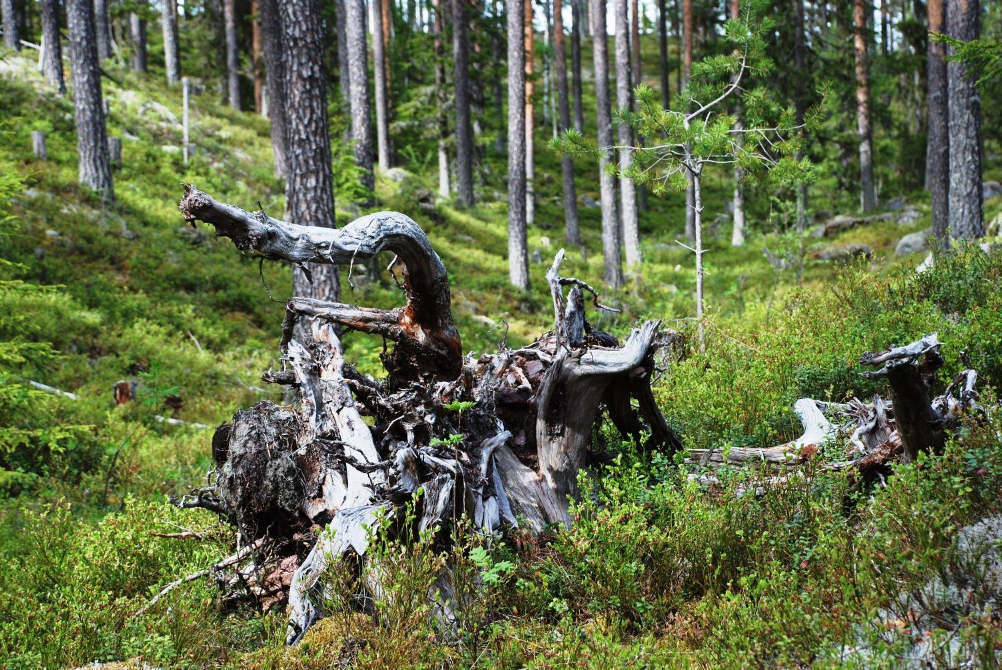 12 - Fulufjellets Nasjonalparker - Natur-, Dyre- Og Fugleopplevelser Ljørdal Exterior foto