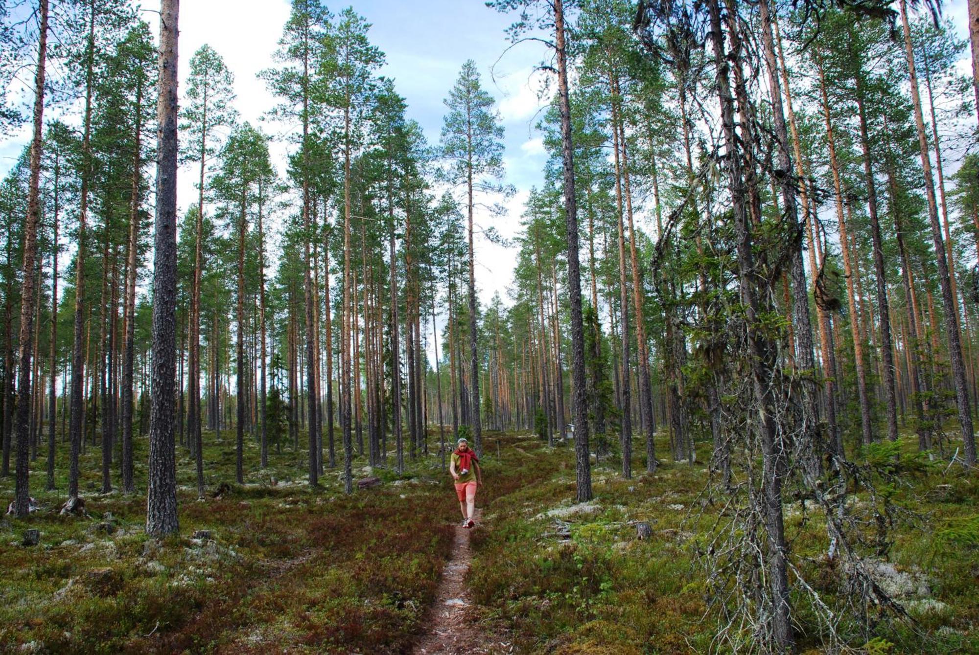12 - Fulufjellets Nasjonalparker - Natur-, Dyre- Og Fugleopplevelser Ljørdal Exterior foto