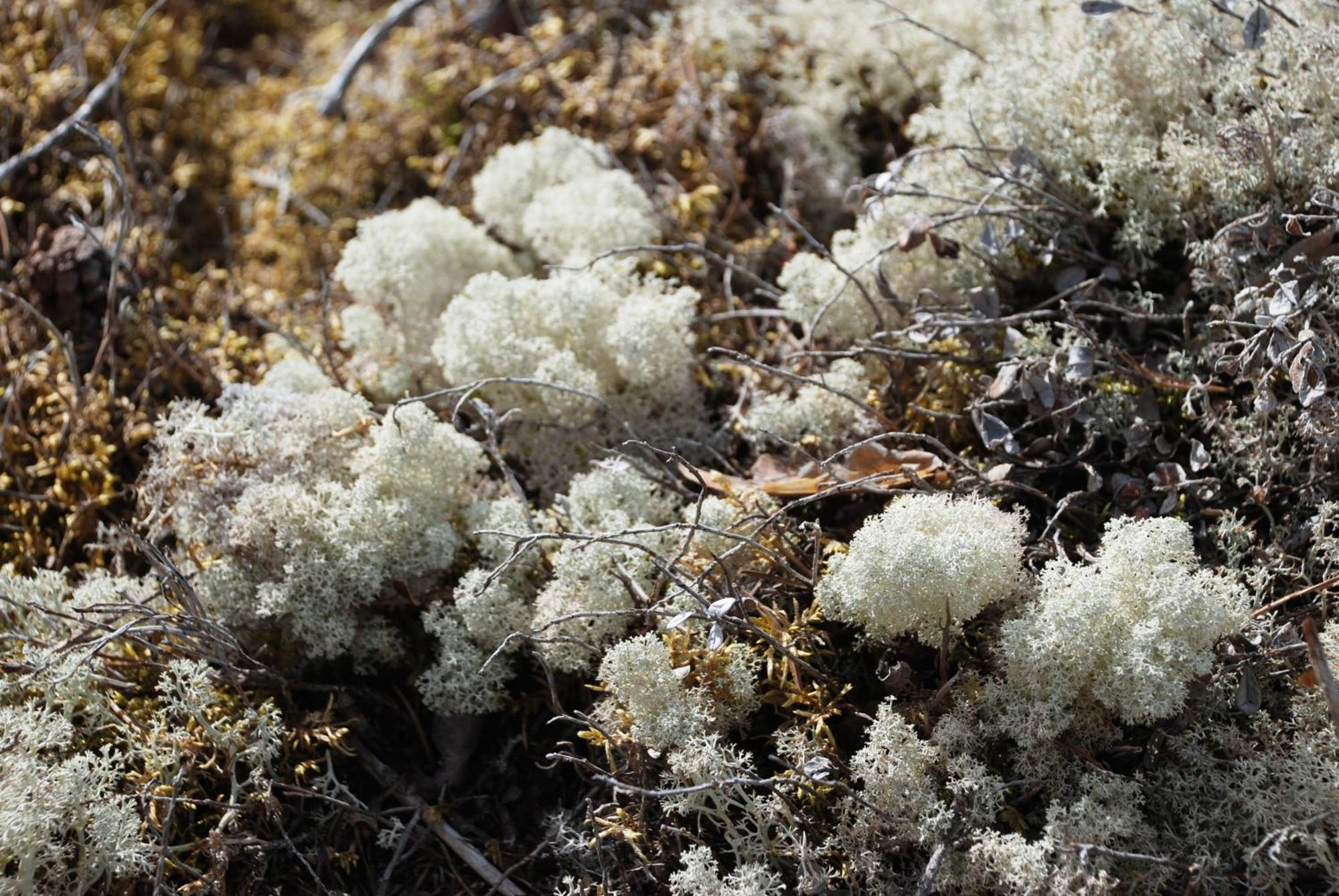 12 - Fulufjellets Nasjonalparker - Natur-, Dyre- Og Fugleopplevelser Ljørdal Exterior foto