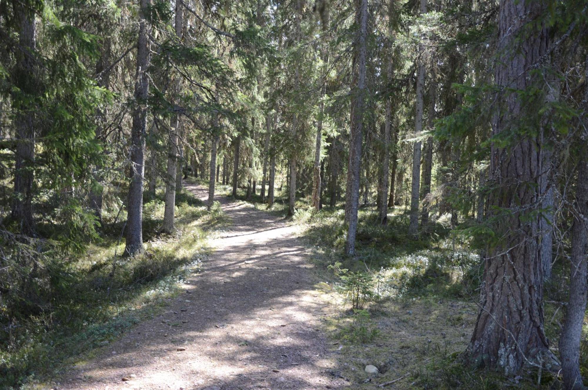 12 - Fulufjellets Nasjonalparker - Natur-, Dyre- Og Fugleopplevelser Ljørdal Exterior foto